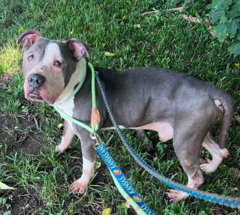Frank Gallagher -  Mixed Breed Dog for Adoption in Cincinnati, Ohio - Frank Gallagher | PetCurious