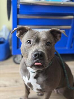 Penelope -  American Bulldog Dog for Adoption in Lakeland, Florida - Penelope | PetCurious