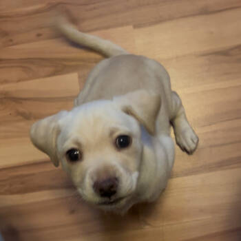 Rescue Terrier and Mixed Breed Dogs for Adoption in Bellingham, Washington - Waffle | PetCurious