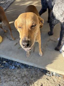 Labrador Retriever and Mountain Cur Dogs Available for Adoption in Aurora, Indiana - Brandy Rose | PetCurious