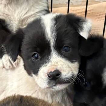 Border Collie and Mixed Breed Dogs Available for Adoption in Flagstaff, Arizona - Sirloin | PetCurious