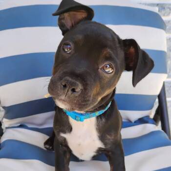Meg -  Boston Terrier and Dachshund Dog for Adoption in Palm Harbor, Florida - Meg | PetCurious