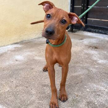 Fanny -  Hound and Whippet Dog for Adoption in New York, New York - Fanny | PetCurious