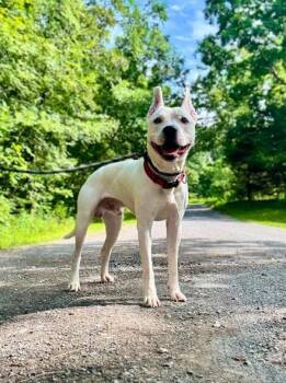 Cade -  Terrier Dog for Adoption in Waverly, Tennessee - Cade | PetCurious