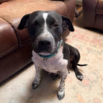 German Shorthaired Pointer Dogs Available for Adoption - Godiva | PetCurious