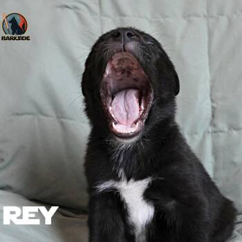 Mixed Breed Dogs Available for Adoption in Calgary, Alberta - Rey | PetCurious