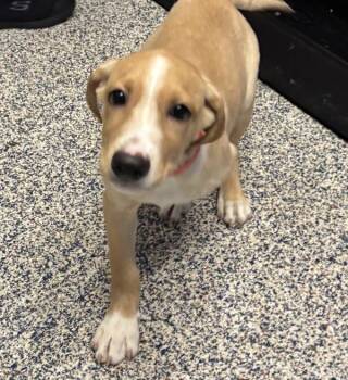 Laredo -  Labrador Retriever Dog for Adoption in Golden, Colorado - Laredo | PetCurious