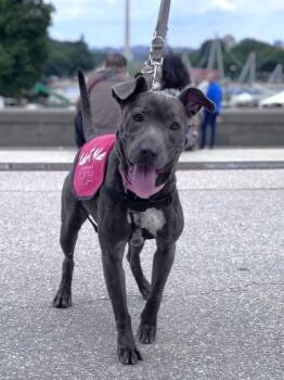 Mixed Breed Dogs Available for Adoption in West Chester, Pennsylvania - Baja | PetCurious