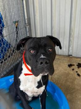 Bane -  Mastiff and Mixed Breed Dog for Adoption in Brownwood, Texas - Bane | PetCurious