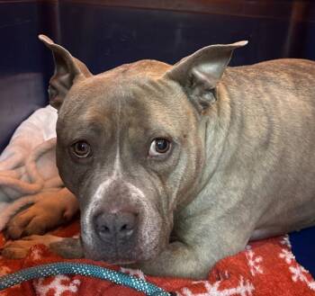 American Bully Dogs Available for Adoption in Salisbury, Maryland - Frosty | PetCurious