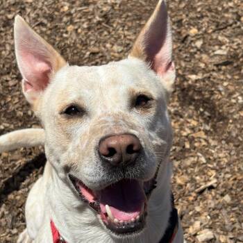 Sheriff -  Mixed Breed Dog for Adoption in Wappingers Falls, New York - Sheriff | PetCurious