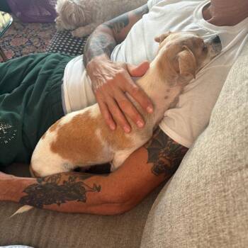 Daisy Duke -  Chihuahua and Mixed Breed Dog for Adoption in San Francisco, California - Daisy Duke | PetCurious