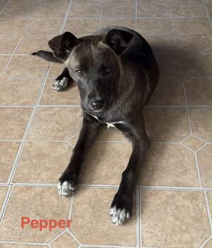 Husky Dogs Available for Adoption - Pepper | PetCurious