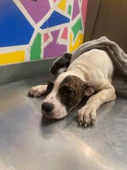 SKY -  Pit Bull Terrier and Mixed Breed Dog for Adoption in Baytown, Texas - SKY | PetCurious