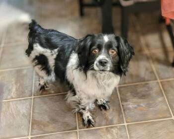 Pug and Spaniel Dogs Available for Adoption in Calgary, Alberta - Phoebe (Fifi) | PetCurious
