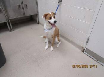 Dobby(831) -  Beagle Dog for Adoption in Marietta, Georgia - Dobby(831) | PetCurious