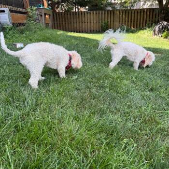 Kobe -  Poodle and Mixed Breed Dog for Adoption in Lenexa, Kansas - Kobe | PetCurious