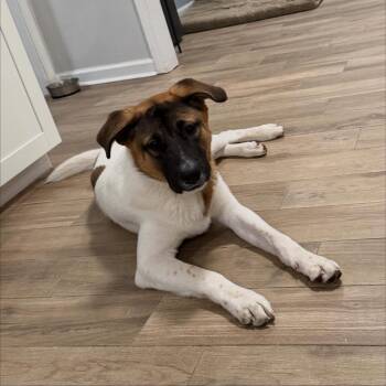 Rescue Akita and Greater Swiss Mountain Dog Dogs for Adoption in Saint Marys, Ohio - Burst | PetCurious