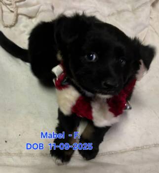 Mabel -  German Shepherd Dog and Labrador Retriever Dog Available for Adoption in Nucla, Colorado - Mabel | PetCurious