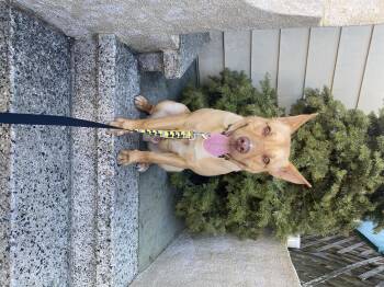 Rescue Shepherd Dogs for Adoption in San Francisco, California - *Courtesy Post BRANDO | PetCurious