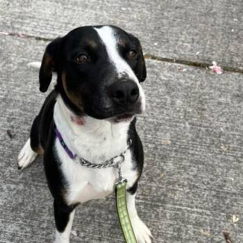 Pit Bull Terrier Dogs Available for Adoption in Eugene, Oregon - Momo | PetCurious