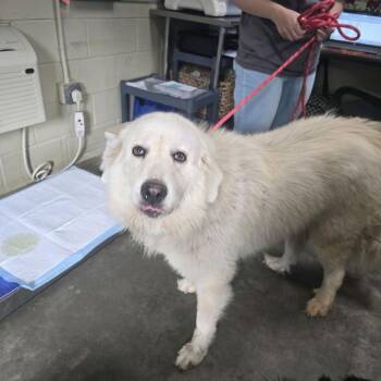 Yang -  Great Pyrenees Dog for Adoption in Columbus, North Carolina - Yang | PetCurious