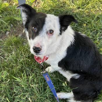 Spaniel and Mixed Breed Dogs Available for Adoption - Dobby | PetCurious