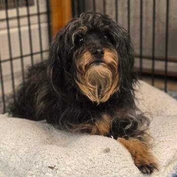 Yorkshire Terrier Dogs Available for Adoption in Normal, Illinois - Wilma | PetCurious