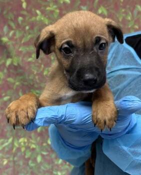 Beetle -  Shepherd and Mixed Breed Dog for Adoption in San Antonio, Texas - Beetle | PetCurious