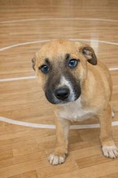 Mixed Breed Dogs Available for Adoption - Rally | PetCurious