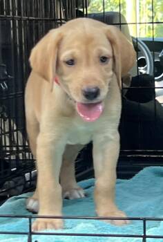 Miller -  Mixed Breed Dog for Adoption in Mount Pleasant, South Carolina - Miller | PetCurious