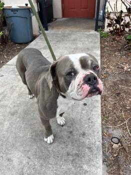 American Bulldog Dogs Available for Adoption - EVANS | PetCurious