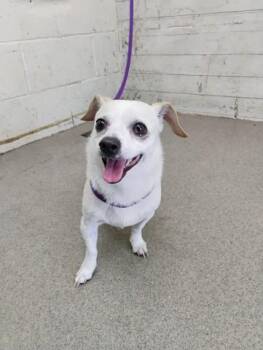 COURAGE -  Chihuahua Dog for Adoption in San Bernardino, California - COURAGE | PetCurious