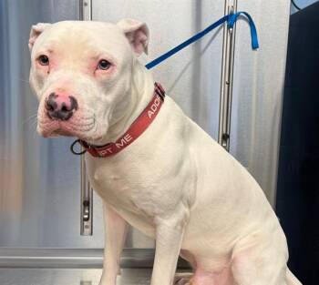 Pit Bull Terrier Dogs Available for Adoption - BLANCO | PetCurious