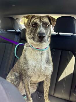 Mountain Cur and Plott Hound Dogs Available for Adoption - Tilly | PetCurious