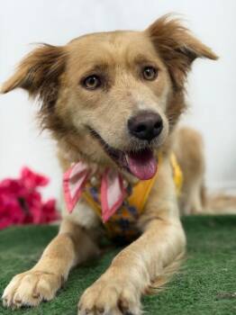 Beatrix-One of our Amazing Rescue Dogs -  Golden Retriever and Mixed Breed Dog for Adoption in Carlsbad, California - Beatrix-One Of Our Amazing Rescue Dogs | PetCurious