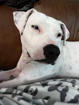 Pit Bull Terrier and Bull Terrier Dogs Available for Adoption in Deering, New Hampshire - Vespa | PetCurious