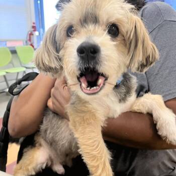 Nico -  Maltese Dog for Adoption in Philadelphia, Pennsylvania - Nico | PetCurious