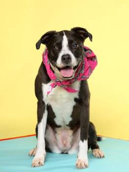 Lily -  Pit Bull Terrier and Mixed Breed Dog for Adoption in Atlanta, Georgia - Lily | PetCurious