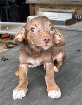Pecan -  Chihuahua and Yorkshire Terrier Dog for Adoption in New Braunfels, Texas - Pecan | PetCurious