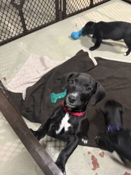 Rescue Labrador Retriever and Hound Dogs for Adoption in Cuyahoga Falls, Ohio - The Spice Girls: Clove | PetCurious