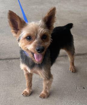 Canelo -  Yorkshire Terrier and Silky Terrier Dog for Adoption in Southlake, Texas - Canelo | PetCurious