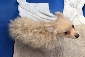 SALLY -  Mixed Breed Dog for Adoption in Dallas, Texas - SALLY | PetCurious