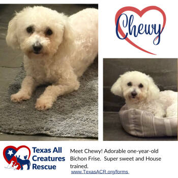 Rescue Bichon Frise Dogs for Adoption in Alvarado, Texas - Chewy | PetCurious
