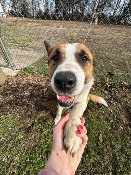 Barrell -  German Shepherd Dog and Siberian Husky Dog for Adoption in Russellville, Kentucky - Barrell | PetCurious