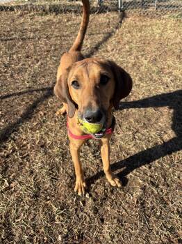 JarJar (North Carolina) -  Hound Dog for Adoption in Bothell, Washington - JarJar (North Carolina) | PetCurious