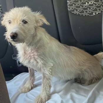 Reese -  Wirehaired Terrier and Terrier Dog for Adoption in Escondido, California - Reese | PetCurious