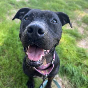 Dolly -  American Staffordshire Terrier Dog for Adoption in Klein, Texas - Dolly | PetCurious