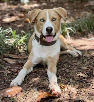 Rescue Australian Shepherd and Labrador Retriever Dogs for Adoption in Malvern, Pennsylvania - Jesse | PetCurious