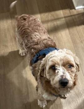 Maisie -  Miniature Poodle and Golden Retriever Dog for Adoption in Homewood, Illinois - Maisie | PetCurious